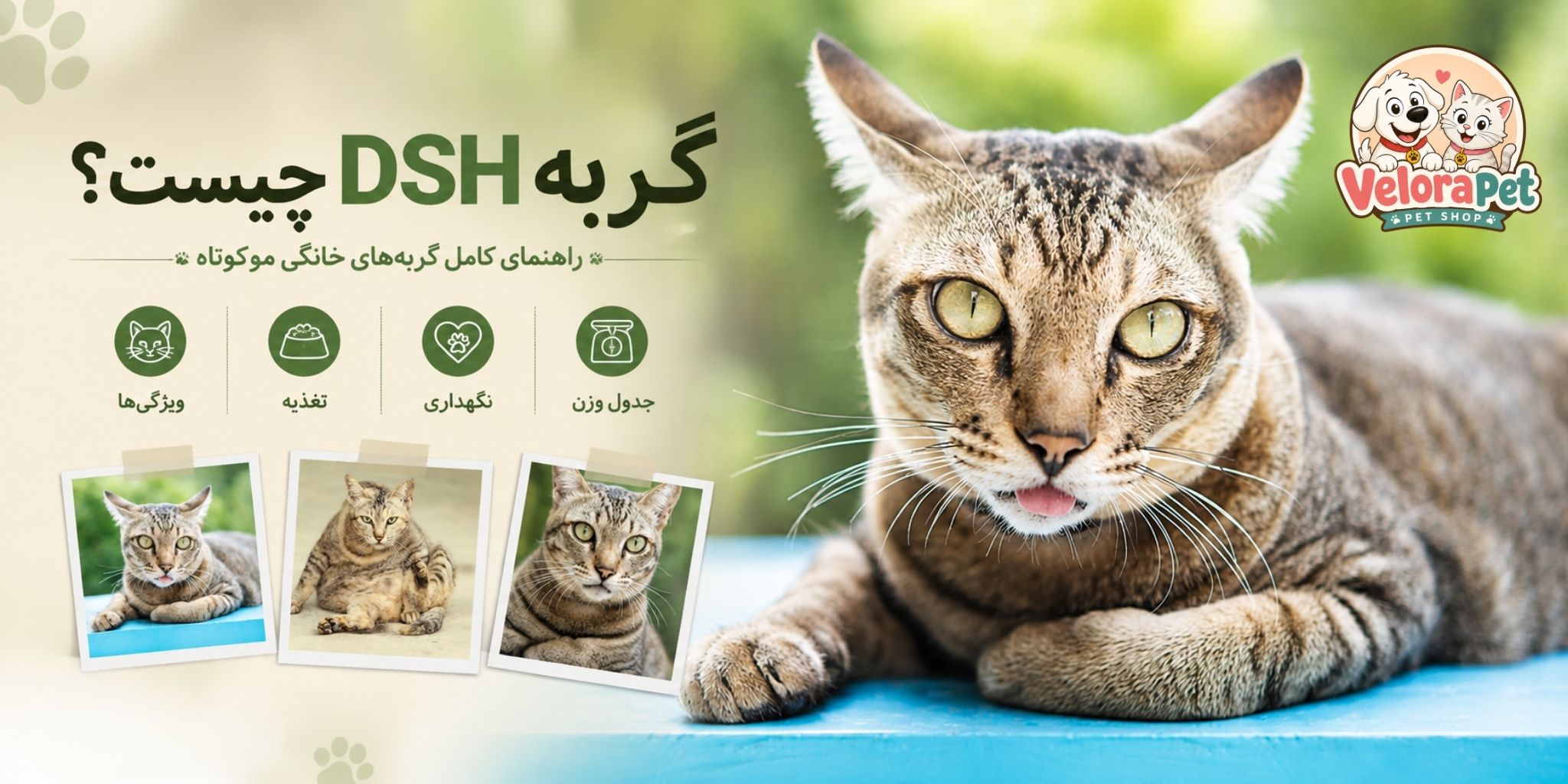 دی اس اچ DSH